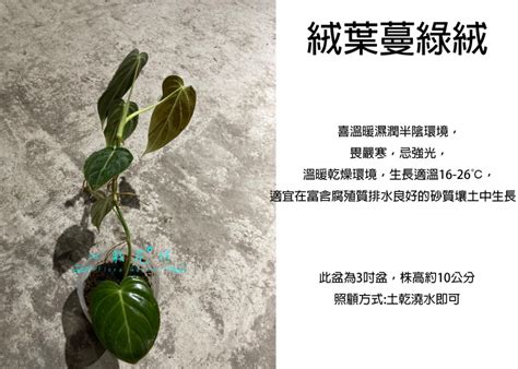 綠蔓絨 風水|探索心葉蔓綠絨風水的魅力與秘密 – 植物盆栽綠寶典